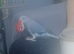11 month old blue Indian ringneck NO CAGE £150