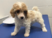 Kc registered TOY POODLE puppies