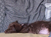 Doxipoo puppies