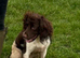 Springer spaniel KC registered
