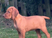 Show Bred, Docked Vizsla PUPPY
