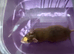 2 x mice with cage
