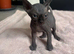 Stunning Rainbow Litter of Sphynx Kittens &ndash; Boys & Girls Available