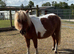 5yr old Unregistered Miniature Shetland Mare