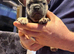 Beautiful French bulldog puppies