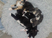 4 kittens ready to leave in 2 weeks