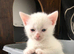 8 week old khao manee male kitten for sale