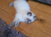 Beautiful GCCF Registered Blue Point Ragdoll Kitten.