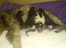 Readynfor forever home