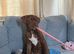 Dogue de Bordeaux cross