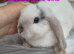 Mini lop babies i