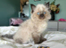 2 male rag doll kittens