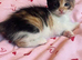 Beautiful kittens available ready now