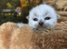 Ragdoll seal point kittens born 19/07/26