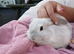 Beautiful mini lop rabbits 9 weeks old