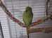 Ring neck (semi tame)