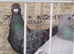 Pigeon for sale