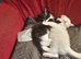 Kittens for sale