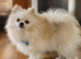 Proven Pomeranian Stud | Imported from Poland