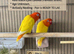 Lutino birds for sale