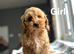 3 charming cockapoo puppies ready to find a home