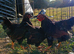 Black laced wynadotte bantam trio