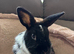 Netherland Dwarf Male