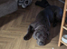 female cane corso