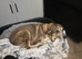 Female dog aged 5