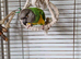 Beautiful Senegal Parrot - Looking for a New Home