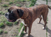 Adult Boxer
