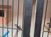 Owl finch