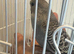 Semi tame Baby budgies available