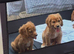 Cocker spaniels KC