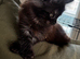 2 Maine Coon Fluff balls available!