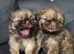 Beautiful Chocolate Shih Tzus