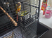 Green cheek conure