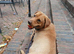 Chunky labrador