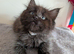 Stunning Maine Coon X Ragdoll