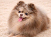 Chocolate Merle Pomeranian stud