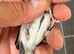 2025 goldfinch hen