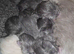 Munchkin cross Ragdoll Kittens