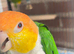 Beautiful hand tamed white bellied caique parrot