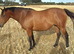 3/4 Thoroughbred 3 Y/o  Filly for sale.