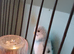 Budgie
