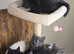 Maine coon kittens