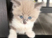 Ragdoll Cross Ready now
