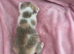 Beautiful TICA Registered British Shorthair
