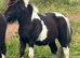 2 yr old reg colt