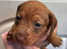 Dachshund puppys
